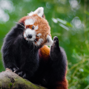Red panda sitting on a branch, scratching it's head with it's rear leg