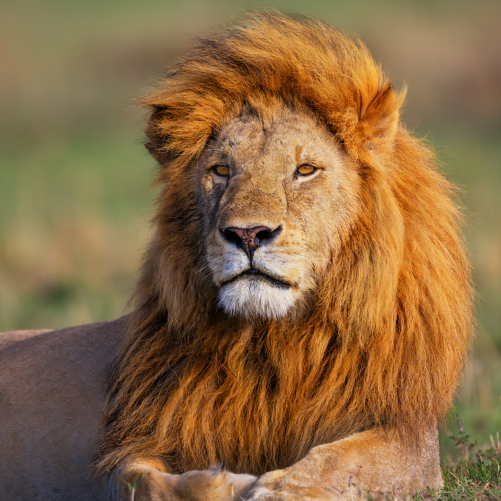 Male African lion regally facing the viewer, front paws touching as he rests laying down.